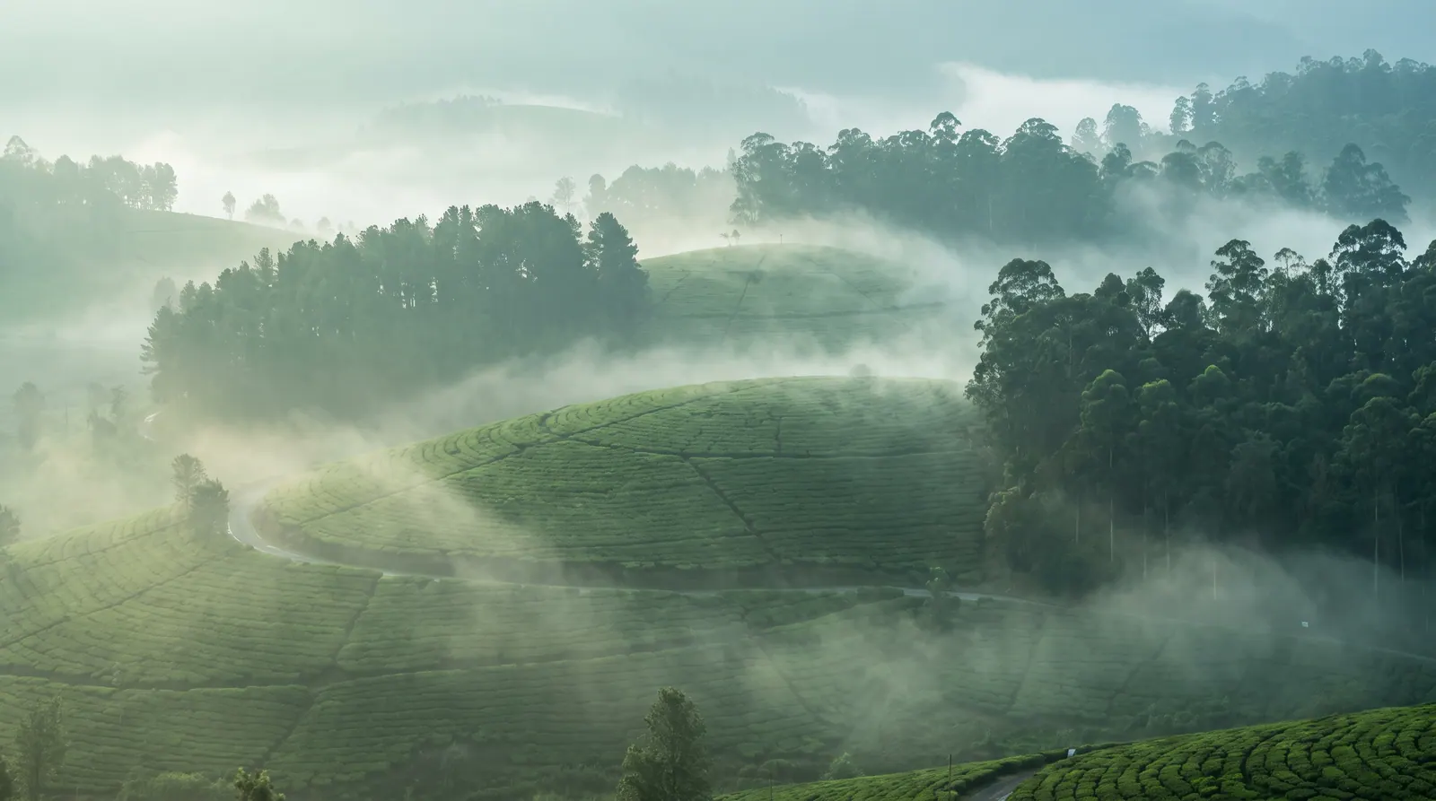Mist drifting over green terraced hills at dawn in the Kodaikanal region