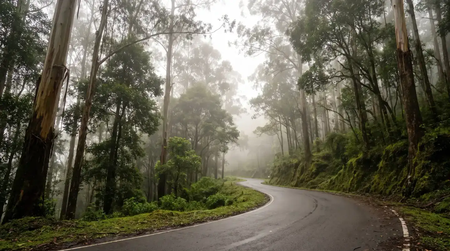 A winding forest ghat road climbing through mist toward Kodaikanal
